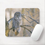 Kanada, Quebec. Große graue Eule steht auf Baum Mousepad (Mit Mouse)