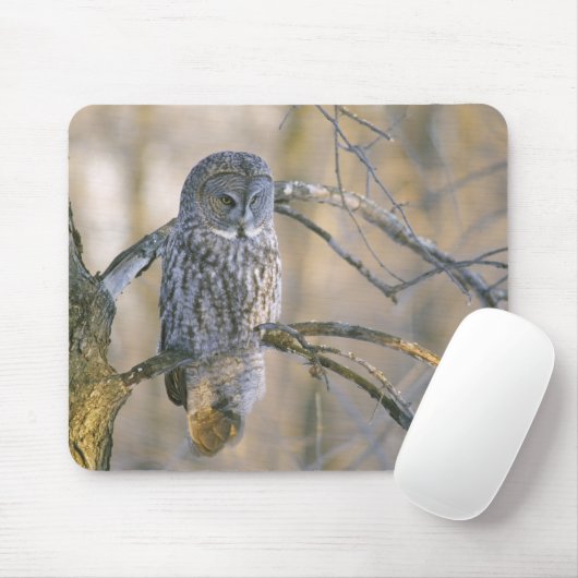 Kanada, Quebec. Große graue Eule steht auf Baum Mousepad (Mit Mouse)