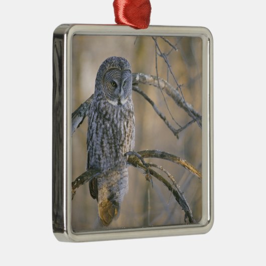 Kanada, Quebec. Große graue Eule steht auf Baum Silbernes Ornament (Rechts)