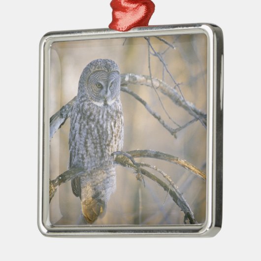 Kanada, Quebec. Große graue Eule steht auf Baum Silbernes Ornament (Links)