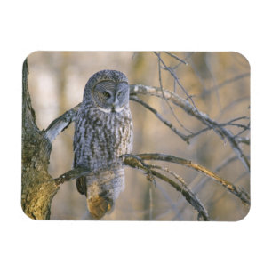 Kanada, Quebec. Großer grauer Uhu auf einem Baum s Magnet