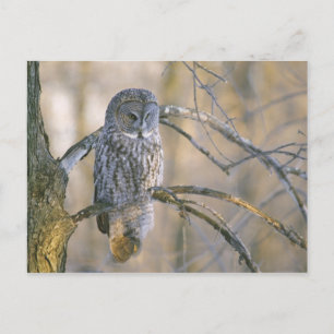 Kanada, Quebec. Großer grauer Uhu auf einem Baum s Postkarte