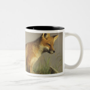 Kanada, Quebec. Rotfuchsjunges bei Sonnenaufgang Zweifarbige Tasse