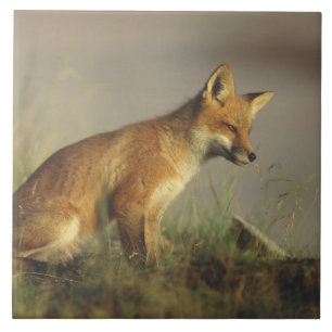 Kanada, Quebec. Rotfuchskuchen bei Sonnenaufgang Fliese