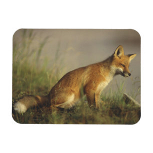 Kanada, Quebec. Rotfuchskuchen bei Sonnenaufgang Magnet