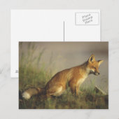 Kanada, Quebec. Rotfuchskuchen bei Sonnenaufgang Postkarte (Vorne/Hinten)