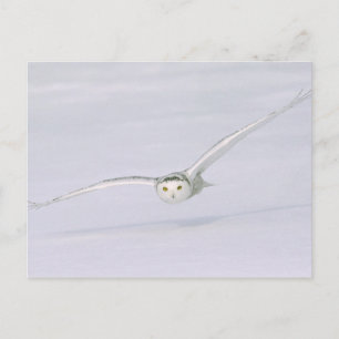 Kanada, Quebec. Schneeeule fliegt niedrig über den Postkarte