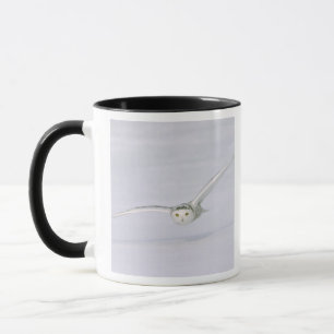 Kanada, Quebec. Schneeeule fliegt niedrig über den Tasse