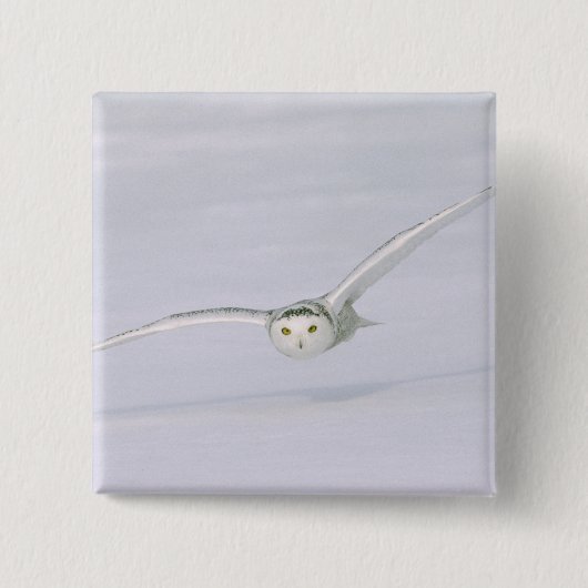 Kanada, Quebec. Schneeeule fliegt tief über Schnee Button (Vorderseite)