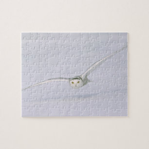 Kanada, Quebec. Schneeeule fliegt tief über Schnee Puzzle