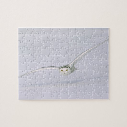 Kanada, Quebec. Schneeeule fliegt tief über Schnee Puzzle (Horizontal)