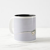 Kanada, Quebec. Schneeeule fliegt tief über Schnee Zweifarbige Tasse (Vorderseite Links)