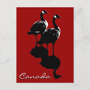 Kanada Souvenir Postkarten Kanada Geese Cards