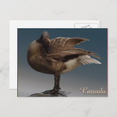 Kanada Souvenir Postkarten Kanada Geese Cards (Vorne/Hinten)