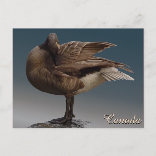 Kanada Souvenir Postkarten Kanada Geese Cards (Vorderseite)