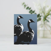 Kanada Souvenir Postkarten Kanada Geese Cards (Stehend Vorderseite)