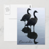 Kanada Souvenir Postkarten Kanada Geese Cards (Vorne/Hinten)