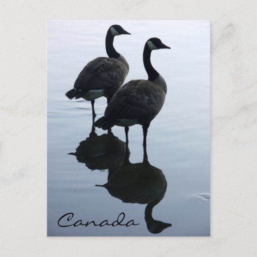 Kanada Souvenir Postkarten Kanada Geese Cards (Vorderseite)