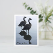 Kanada Souvenir Postkarten Kanada Geese Cards (Stehend Vorderseite)