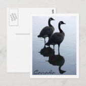 Kanada Souvenir Postkarten Kanada Geese Cards (Vorne/Hinten)