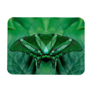 Kanada, Victoria, Victoria Butterfly Gardens Magnet