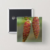Kanada, Yukon, Black Spruce Cones Button (Vorne & Hinten)