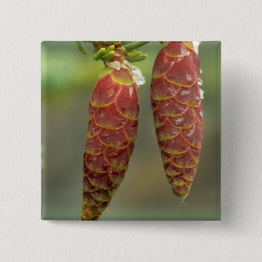Kanada, Yukon, Black Spruce Cones Button (Vorderseite)
