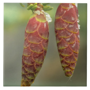 Kanada, Yukon, Black Spruce Cones Fliese