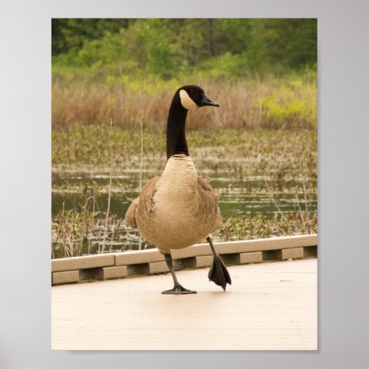Kanadagans auf dem Dock Poster (Vorne)