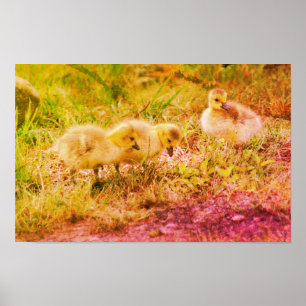 Kanadagans-Babys-Wildlife-Kunst Poster