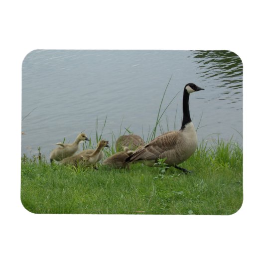 Kanadagans-Familie Flexibler Magnet (Horizontal)