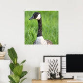 Kanadagans Fotoplakat Poster (Heimbüro)