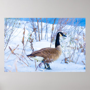 Kanadagans im Schnee Poster