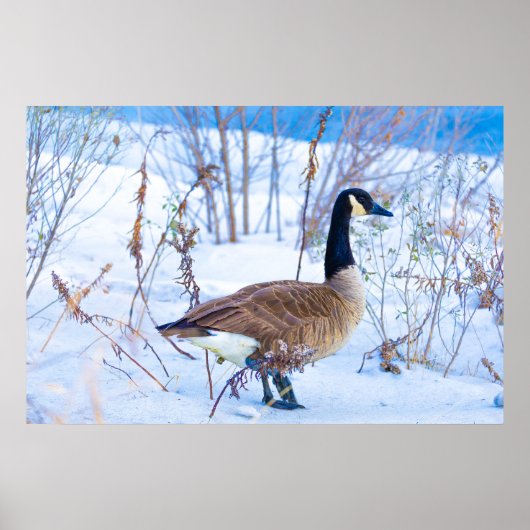 Kanadagans im Schnee Poster (Vorne)