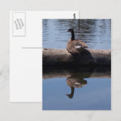 Kanadagans Postkarte (Vorne/Hinten)