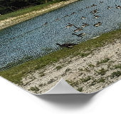 Kanadagänse am See Poster (Ecke)