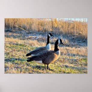 Kanadagänse Foto Poster