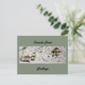 Kanadagänse Gössel Postkarte (Stehend Vorderseite)