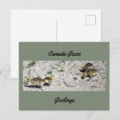 Kanadagänse Gössel Postkarte (Vorne/Hinten)