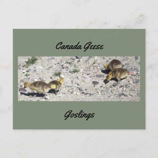 Kanadagänse Gössel Postkarte (Vorderseite)