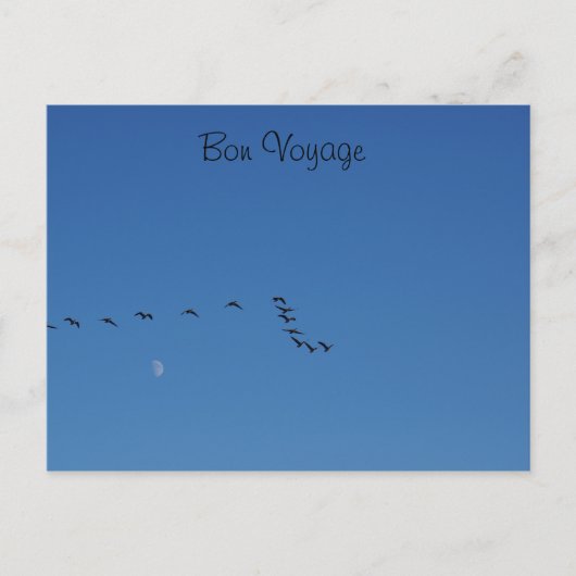 Kanadagänse im Flug Postkarte (Vorderseite)
