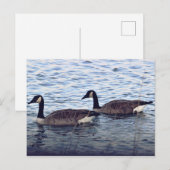 Kanadagänse Postkarte (Vorne/Hinten)