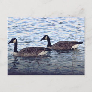Kanadagänse Postkarte