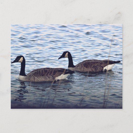 Kanadagänse Postkarte (Vorderseite)