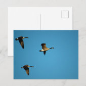 Kanadagänse Postkarte (Vorne/Hinten)