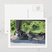 Kanadagänse Postkarte (Vorne/Hinten)