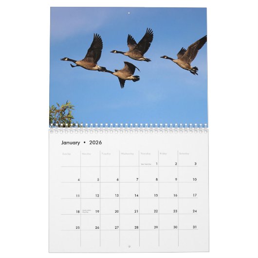 Kanadagänse und -gänschen kalender (Jan 2026)