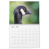Kanadagänse und -gänschen kalender (Mär 2027)