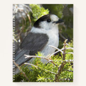 Kanadahäher-Naturfoto Notizblock (Vorderseite)