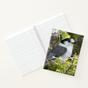 Kanadahäher-Naturfoto Notizblock